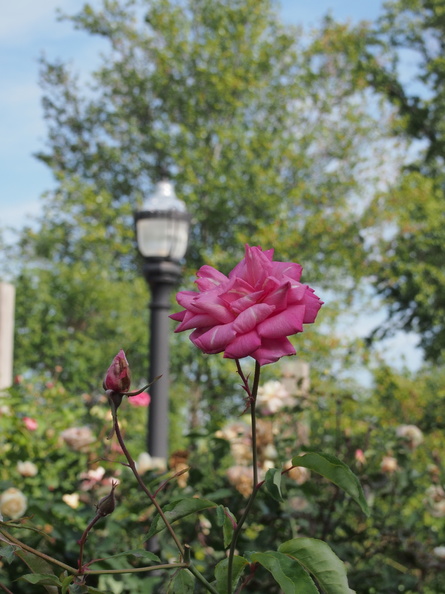 P4260594.JPG