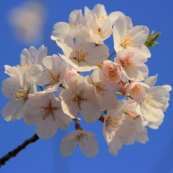 2013-04 Cherry Blossoms