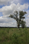 IMG 3561copy