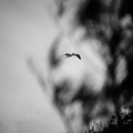 LR-IMG 7285