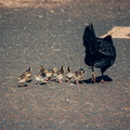 LR-IMG 7347