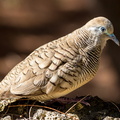 LR-IMG 7350