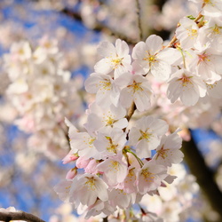 2024-03 Cherry Blossoms